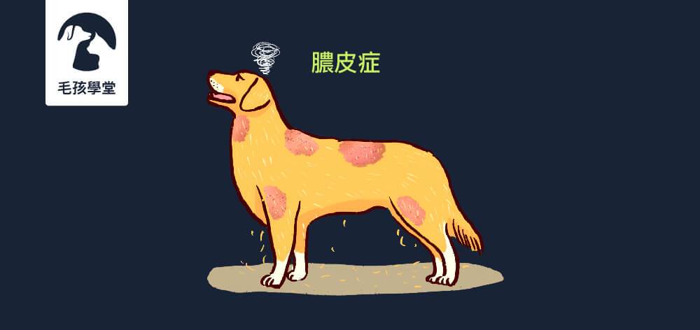 一旦被細菌感染就好很慢的膿皮症